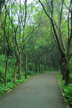 林蔭小道