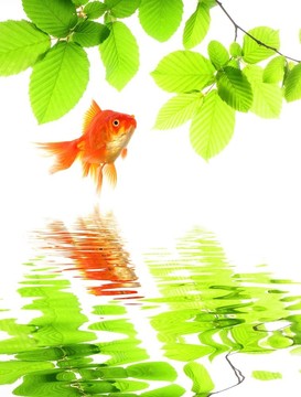 金魚