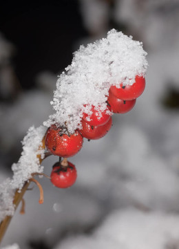 雪下的山谷百合花