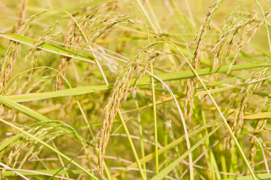 Ripe Jasmine Rice在泰國(guó)