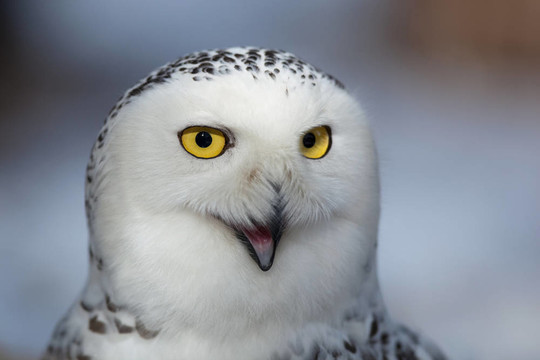 雪鸮（Bubo scandiacus）