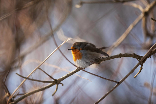 歐洲知更鳥(niǎo)（Erithacus rubecula）