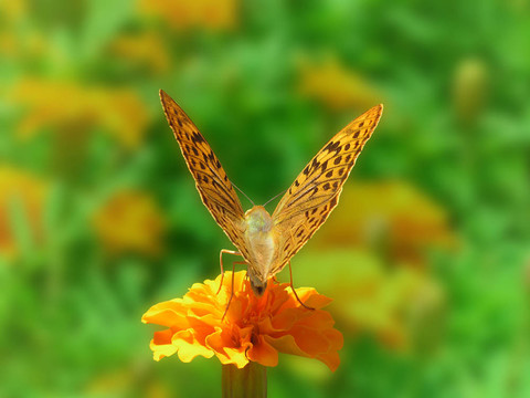 花園