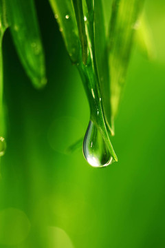 大水滴