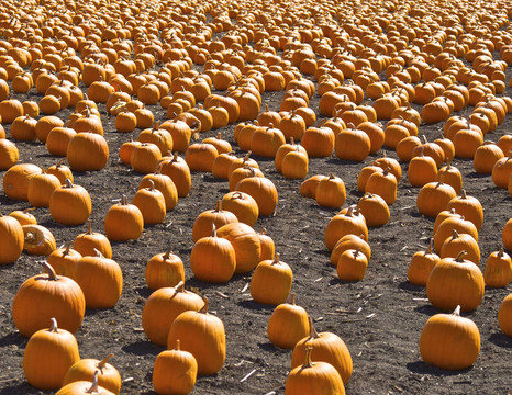 地里的南瓜等待孩子為haloween選擇