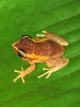 常見的coqui