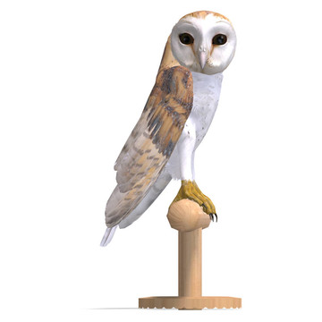 谷倉貓頭鷹鳥。3D渲染與剪輯路徑和陰影超過白色