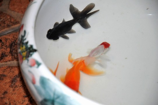 金魚(yú)