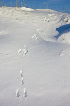 雪中的痕跡