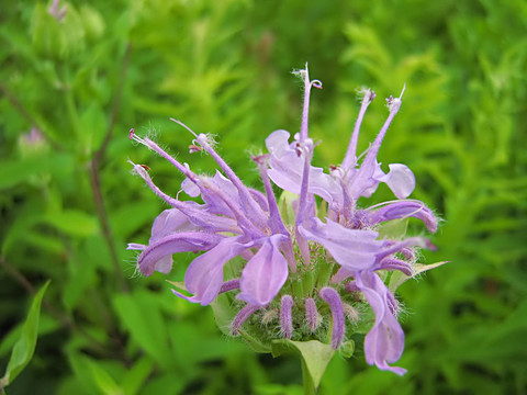 薰衣草花