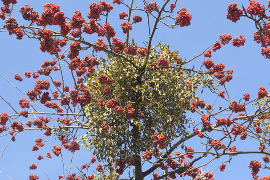 紅果花楸的天空