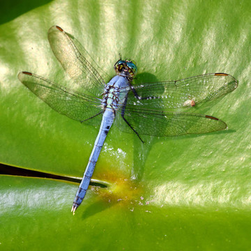 東方pondhawk（Erythemis simplicicollis）