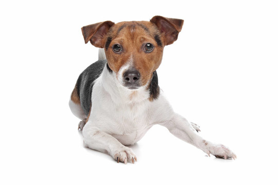 杰克羅素梗犬