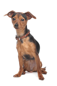 迷你杜賓犬