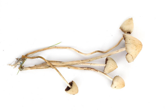 裸蓋菇semilanceata