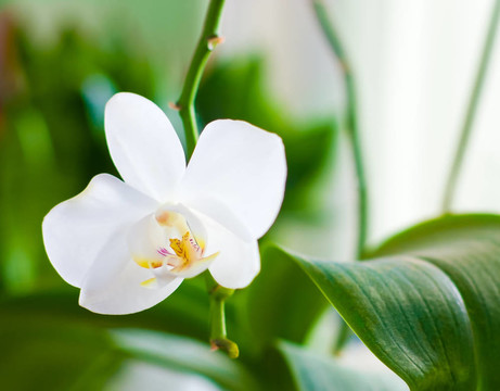 白蘭花