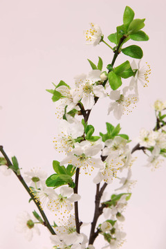 櫻花