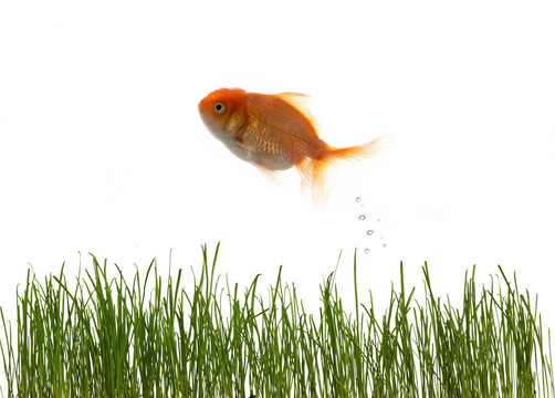 草和魚