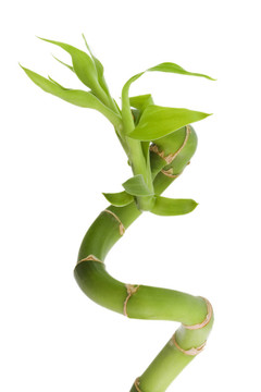 竹