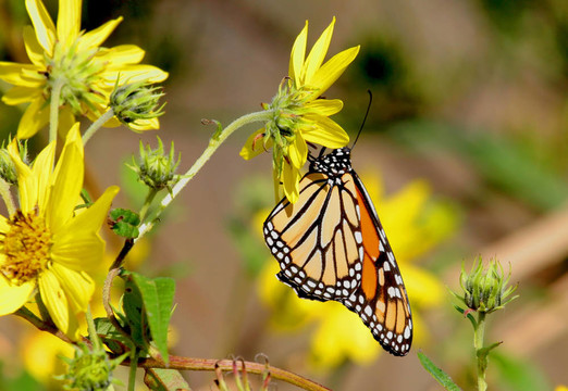 帝王蝶（Danaus plexippus）