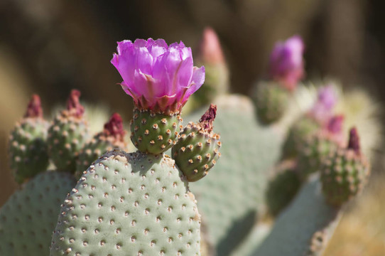 盛開的仙人掌在安沙波列哥沙漠Pink Flowers；