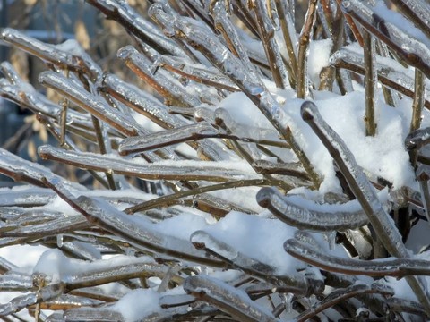 冰過(guò)的樹(shù)。雨夾雪。