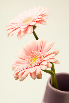 非洲菊