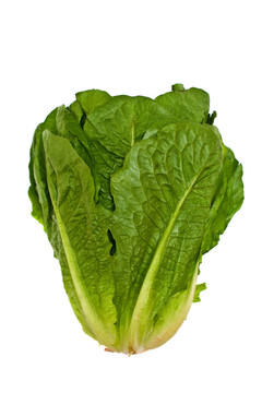 孤立的生菜沙拉