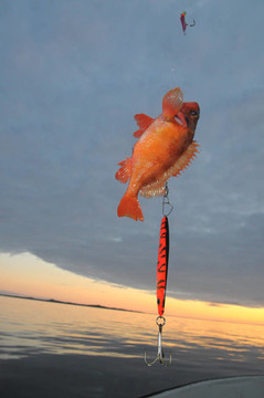 魚