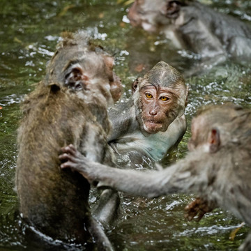猴（Macaca fascicularis）