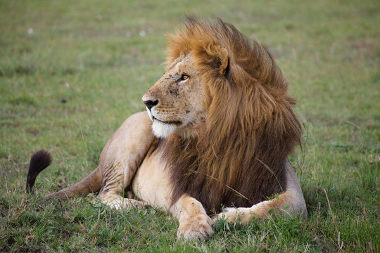 非洲獅（Panthera leo）