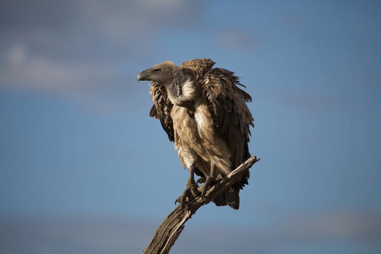 白背禿鷲（Gyps africanus）