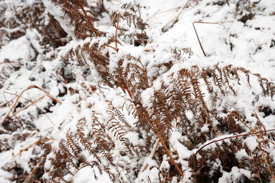 冰雪覆蓋的里士滿公園