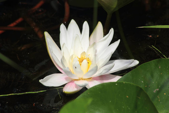 白色的睡蓮。水花。