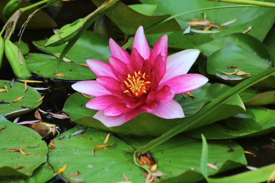 紅睡蓮。水的花。
