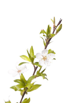 春天的梅花樹(shù)