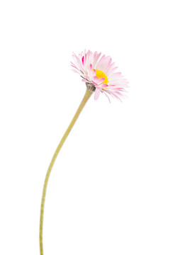 雛菊