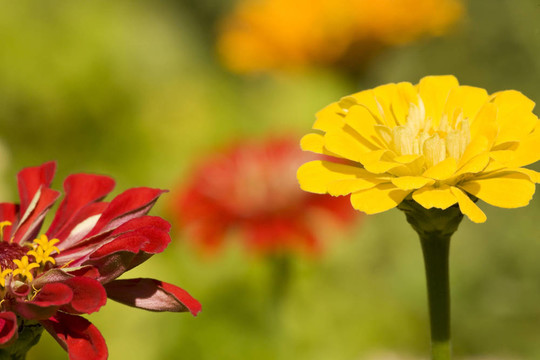 可愛的Zinnias