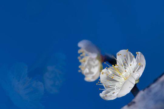 白色的梅花