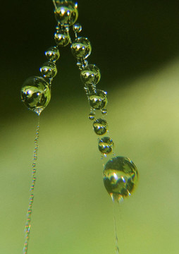 蜘蛛網(wǎng)
