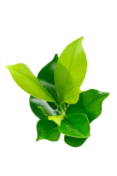 綠色的小植物