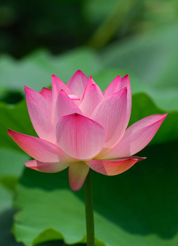 蓮花