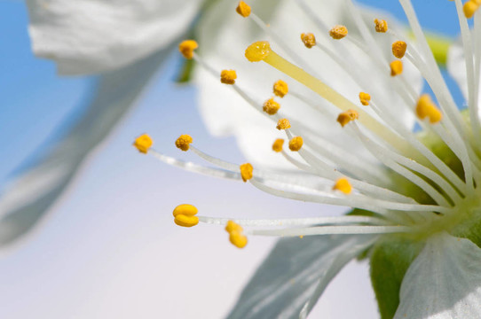 蘋果樹開花磗