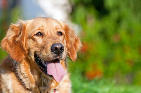 金毛獵犬