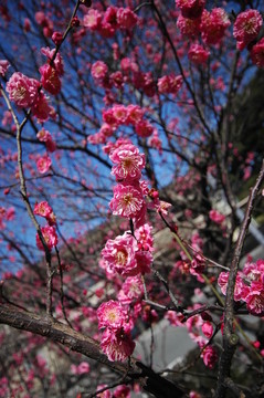 梅花