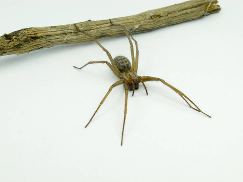 一只蜘蛛的宏（Lycosidae Licosas）的一個分支