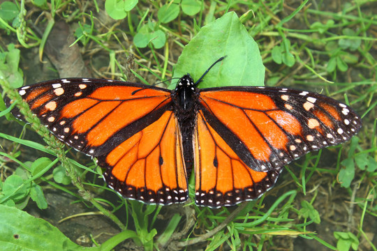 帝王蝶（Danaus plexippus）
