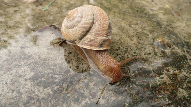 蝸牛