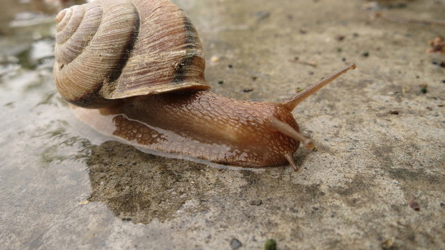 蝸牛