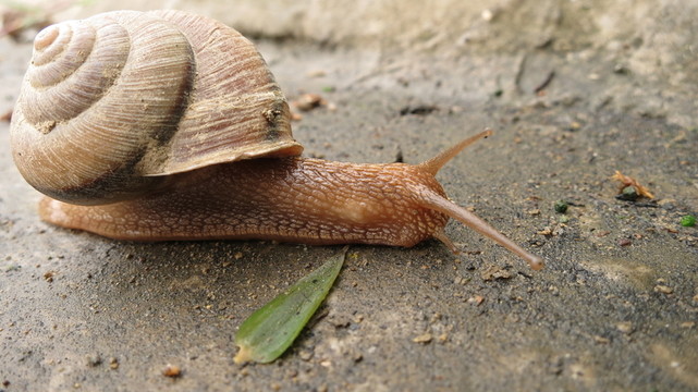 蝸牛